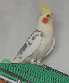 Male