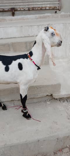fresh 2dant path beetal white eyes03132449530