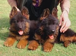German shepherd puppies  double cot My WhatsApp number  03407290940