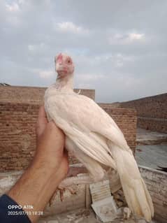 2 Heera pairs