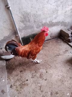 Desi murga For sale