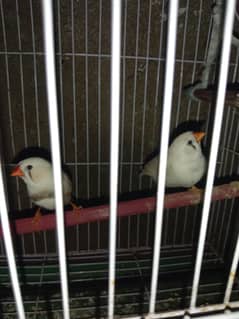zebra finch pair
