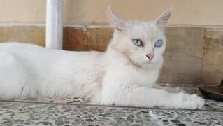 Persian cat selling on wholesale rate