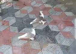 fancy pigeons
