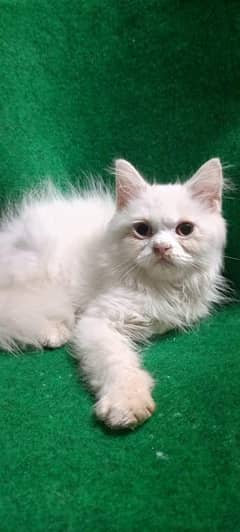 triple coat, odd eyes male kitten03225328553