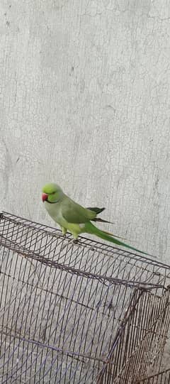 ringneck parrot
