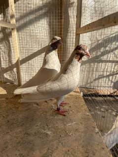 breedar pair pigeon/kabootar  read full add please