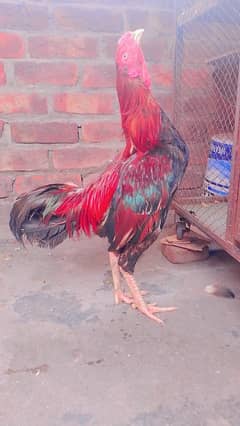 aseel