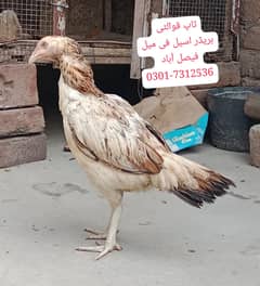 Aseel