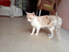Female adult cat