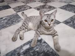 kitten for sale | Cute cat