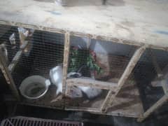 Wood Cage for hen or any pet