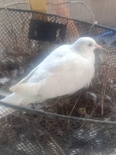 full colony Doves for sale per pairs 1500 with kids