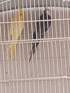 Budgie