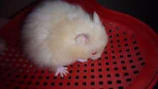 Syrian hamster