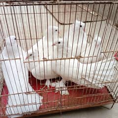 larka pigeon for sale| English fantail| healthy and active|