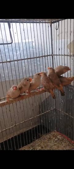 Mutation