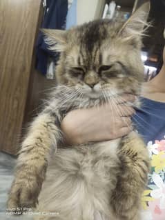 urgent cat for sale