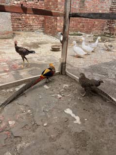 Red Golden bird