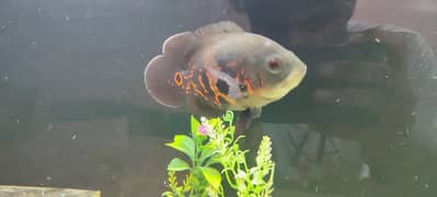 tiger Oscar 6se7 inch active