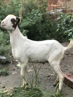 Teddy bakra for sale in lahore