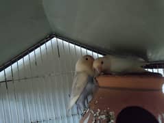 albino birds