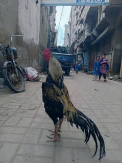 جاوا