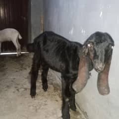 bakra