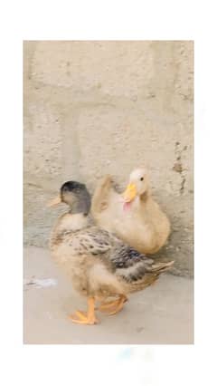 duck pair