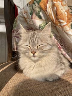 Cat for sale