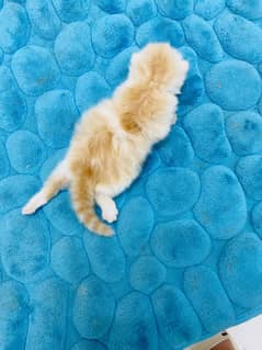 Punch Face persian Kitten from CFA Peke bloodline