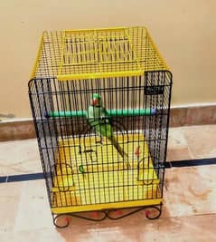 male talking parrot parrot
