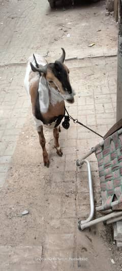 goat for sell