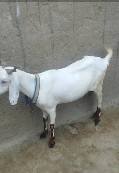 bakri for sale  with female kids