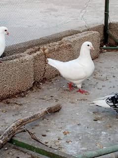 king breeder male for sale