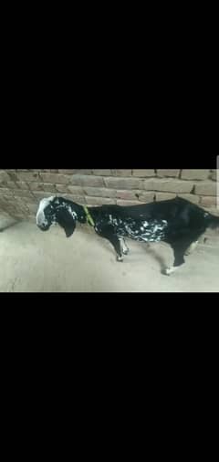 بکری2
