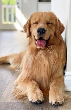 Golden Retriever