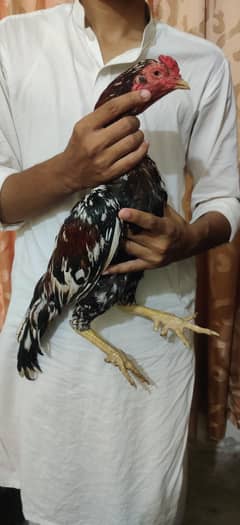 Aseel Old Bloodline
