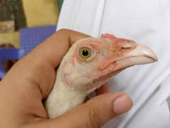 heera