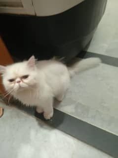 peki male CFA registered available for mating
