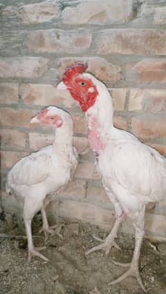 Egg Laying Heera Aseel Pair