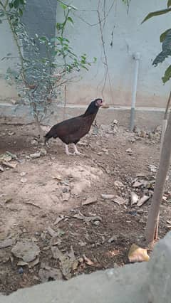 Aseel