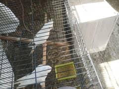 egglaying cocktail pair