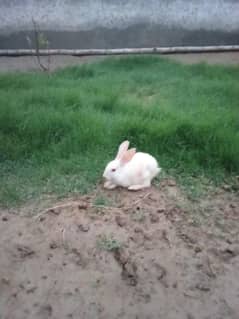 white red eye rabbit one piece