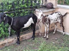 4 Female Goats 3 are 10 to 12 month old 1 is 18 month old