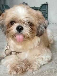 Shitzu