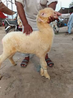 chatra | Bakra | chatra | sheep | Kjla Chtra |چھترا | Sheep for Sale