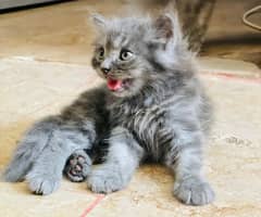 cats for sale