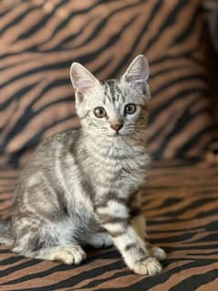 Kitten