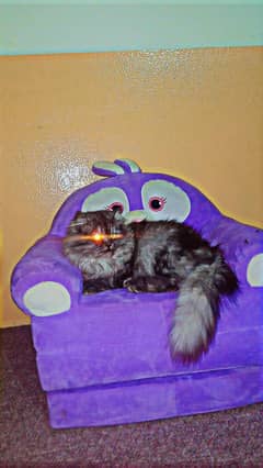 peurcat